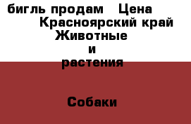 бигль продам › Цена ­ 40 000 - Красноярский край Животные и растения » Собаки   . Красноярский край